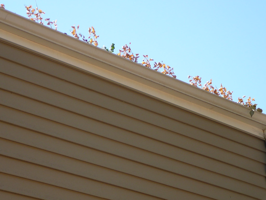 White seamless gutter along the roofline of a home with leaves collecting inside